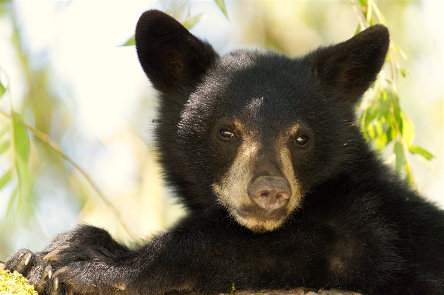 Bear Cub 0814